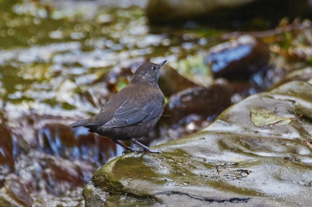 Brown Dipper
Фотограф: VictorV
Бурaя оляпка
Просмотров: 3090
Комментариев: 1