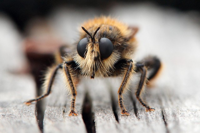 Laphria flava
Фотограф: VictorV
Хищник по имени "Ляфрия рыжая" (Laphria flava)
Просмотров: 1641
Комментариев: 6