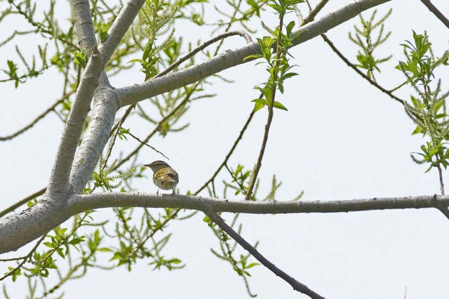 Сахалинская пеночка
Фотограф: VictorV
Sakhalin Leaf-warbler
Просмотров: 260
Комментариев: 0