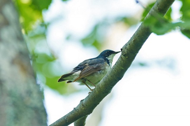 Синий соловей
Фотограф: VictorV
Siberian Blue Robin
Просмотров: 462
Комментариев: 0