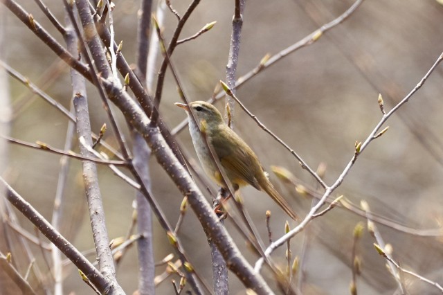 Бамбуковая камышевка
Фотограф: VictorV
Japanese Bush-warbler
Просмотров: 563
Комментариев: 0
