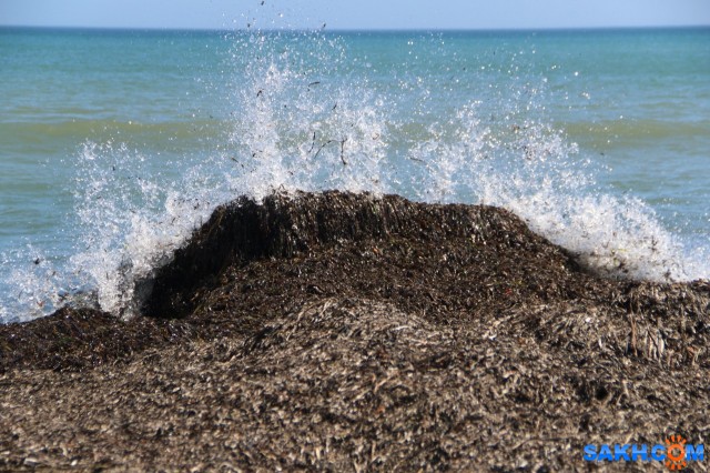 Море Охотское
Раньше столько водорослей в Охотском не было, горы их тут, цвет моря другой.
Просмотров: 155
Комментариев: 2
