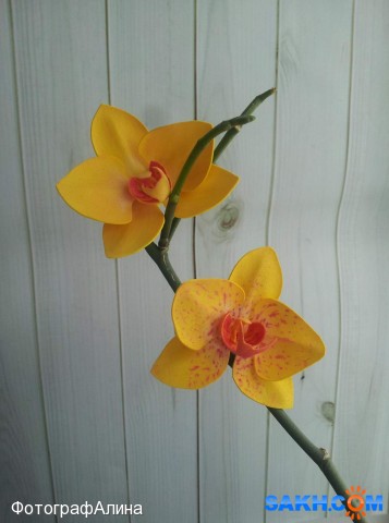 резинки орхидея
сделано из фоамирана

Просмотров: 2052
Комментариев: 0