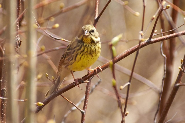 Black-faced Bunting
Фотограф: VictorV
Седоголовая овсянка
Просмотров: 622
Комментариев: 0