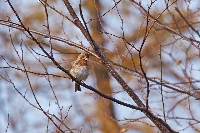_DSC9868
Фотограф: VictorV
Pallas's Rosefinch
Просмотров: 397
Комментариев: 0