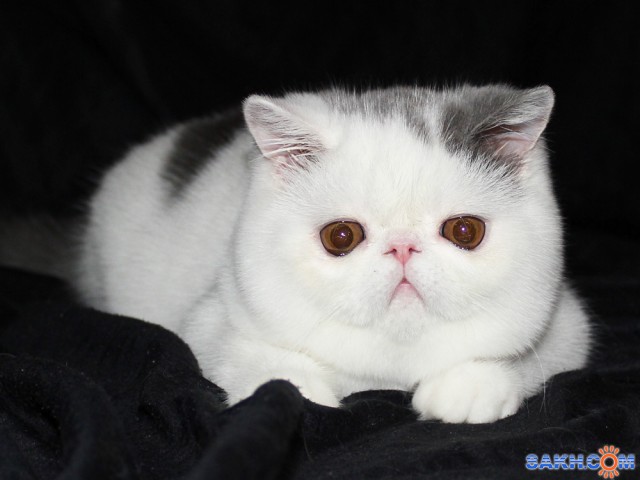 Купить Котенка Экзота Екатеринбург