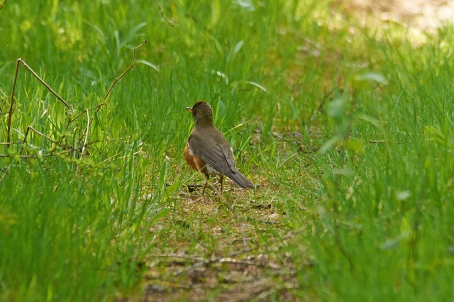 Золотистый дрозд на прогулке )
Фотограф: VictorV
Brown-headed Thrush
Просмотров: 549
Комментариев: 2
