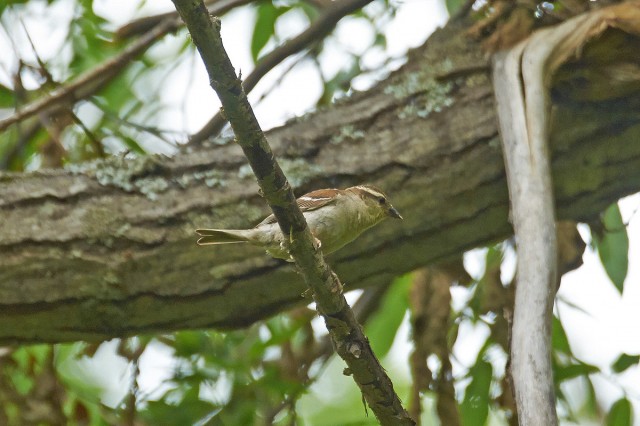 Russet Sparrow
Фотограф: VictorV
Рыжий воробей, самка
Просмотров: 550
Комментариев: 0