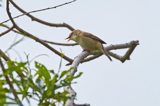 Чернобровая камышевка
Фотограф: VictorV
Black-browed Reed-warbler
Просмотров: 629
Комментариев: 0