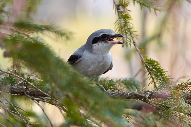 Серый сорокопут
Фотограф: VictorV
Great Grey Shrike
Просмотров: 1437
Комментариев: 5