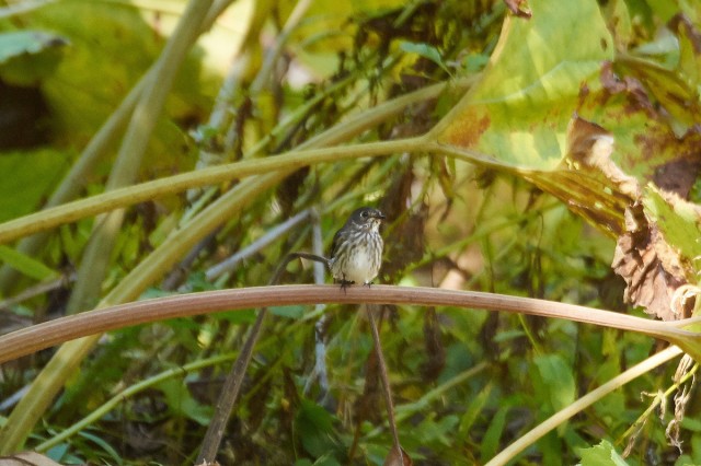 Пестрогрудая мухоловка
Фотограф: VictorV
Grey-streaked Flycatcher
Просмотров: 448
Комментариев: 0
