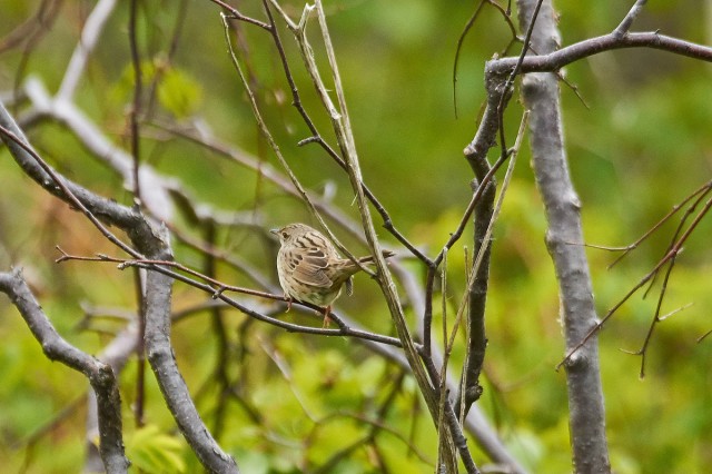 Пятнистый сверчок
Фотограф: VictorV
Lanceolated Warbler
Просмотров: 584
Комментариев: 0