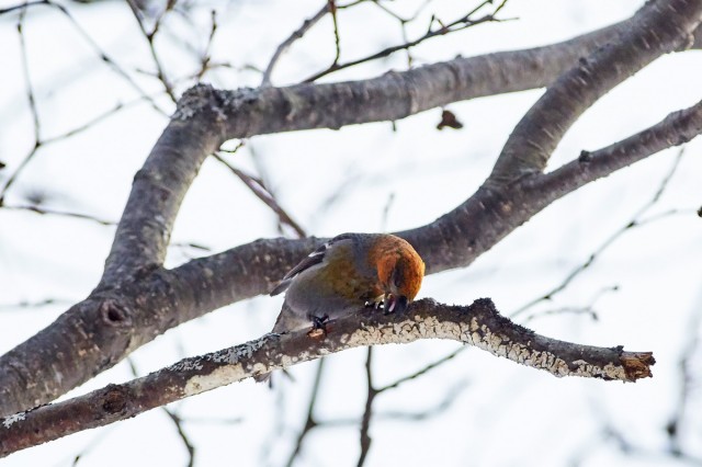 Pine Grosbeak
Фотограф: VictorV
Щур
Просмотров: 643
Комментариев: 0