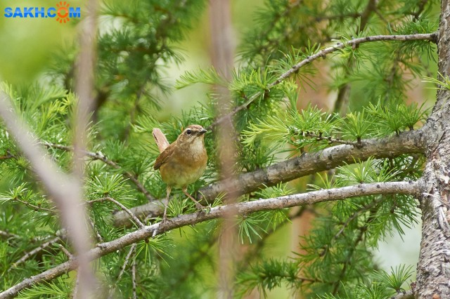 Соловей-красношейка, самка
Фотограф: VictorV
Siberian Rubythroat, female
Просмотров: 317
Комментариев: 0