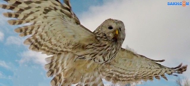 Strix uralensis