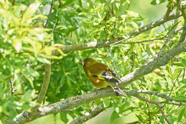 Китайская зеленушка
Фотограф: VictorV
Grey-capped Greenfinch
Просмотров: 434
Комментариев: 0