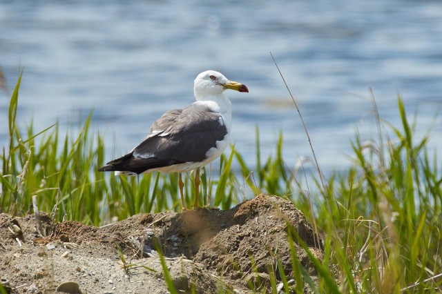 Чернохвостая чайка
Фотограф: VictorV
Black-tailed Gull
Просмотров: 330
Комментариев: 2