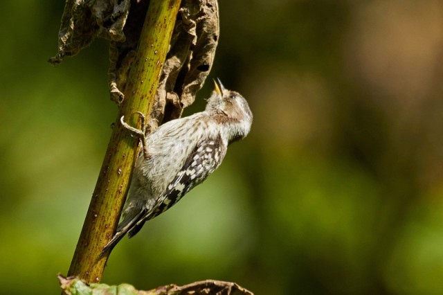 Japanese Pygmy Woodpecker
Фотограф: VictorV
Малый острокрылый дятел
Просмотров: 474
Комментариев: 1