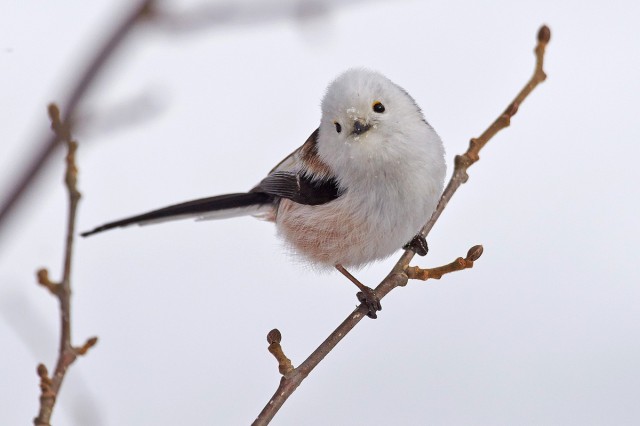 Ополовник
Long-tailed Tit
Просмотров: 474
Комментариев: 0