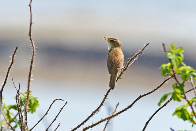 Чернобровая камышевка
Фотограф: VictorV
Black-browed Reed-warbler
Просмотров: 1165
Комментариев: 0