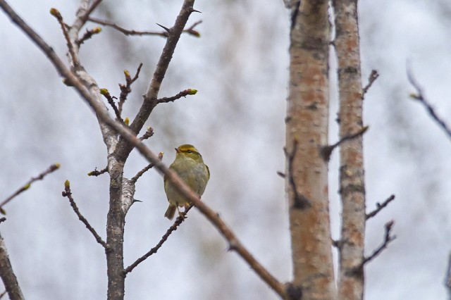 Pallas's Leaf Warbler
Фотограф: VictorV
Корольковая пеночка
Просмотров: 282
Комментариев: 0