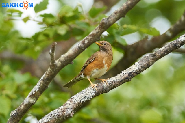 Золотистый дрозд
Фотограф: VictorV
Brown-headed Thrush
Просмотров: 349
Комментариев: 0