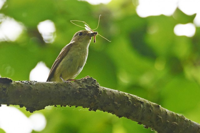 Японская мухоловка, самка
Фотограф: VictorV
Narcissus Flycatcher, female
Просмотров: 426
Комментариев: 0