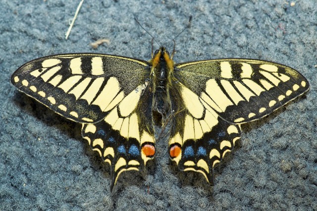 ANISE SWALLOWTAIL
Фотограф: VictorV
Papilio zelicaon
Просмотров: 1392
Комментариев: 1