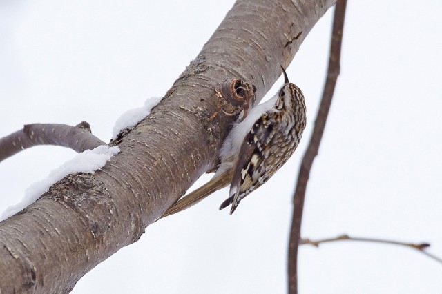 Пищуха
Eurasian Treecreeper
Просмотров: 445
Комментариев: 2