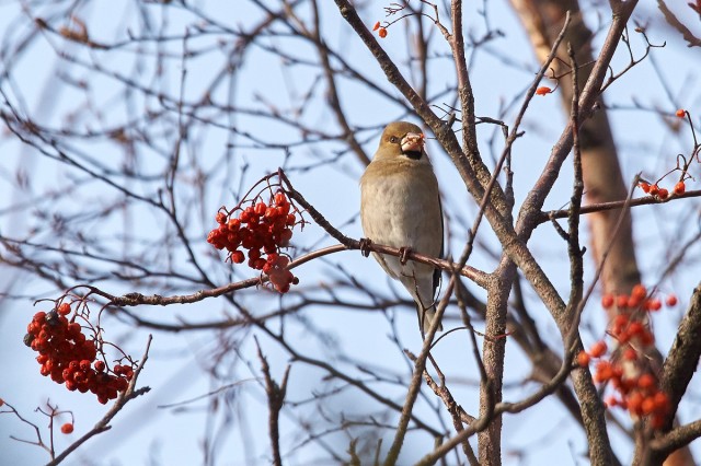 Hawfinch
Фотограф: VictorV
Обыкновенный дубонос
Просмотров: 377
Комментариев: 0