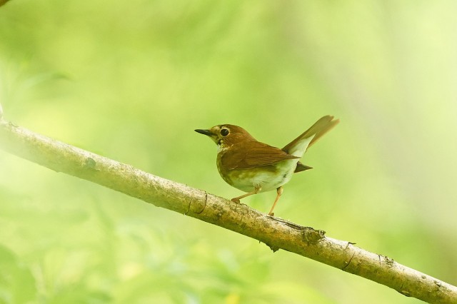 Соловей-свистун
Фотограф: VictorV
Rufous-tailed Robin
Просмотров: 526
Комментариев: 0
