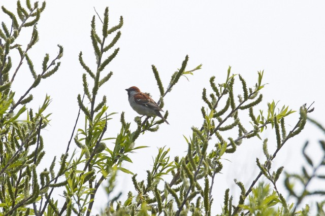 Russet Sparrow
Фотограф: VictorV
Рыжий воробей
Просмотров: 502
Комментариев: 0