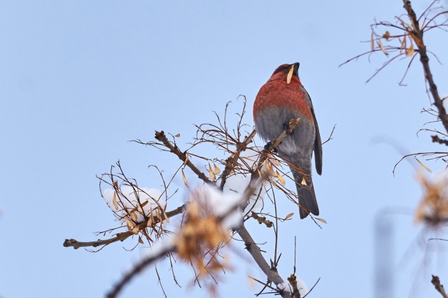 Щур
Фотограф: VictorV
Pine Grosbeak
Просмотров: 863
Комментариев: 0