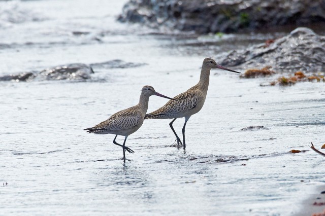 Bar-tailed Godwit
Фотограф: VictorV
Малый веретенник
Просмотров: 712
Комментариев: 0