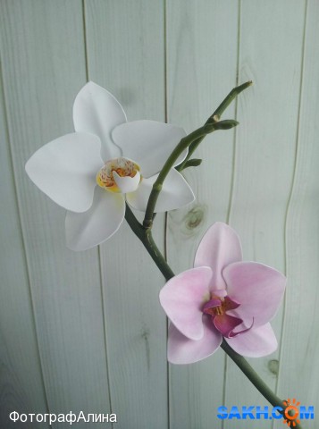 резинки орхидея
сделано из фоамирана

Просмотров: 2335
Комментариев: 0