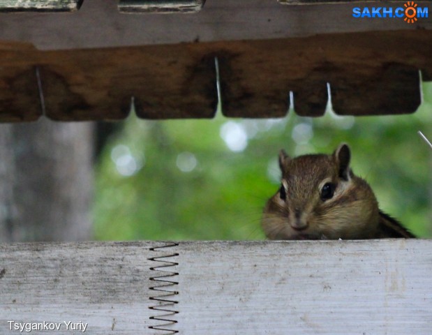 Chipmunk