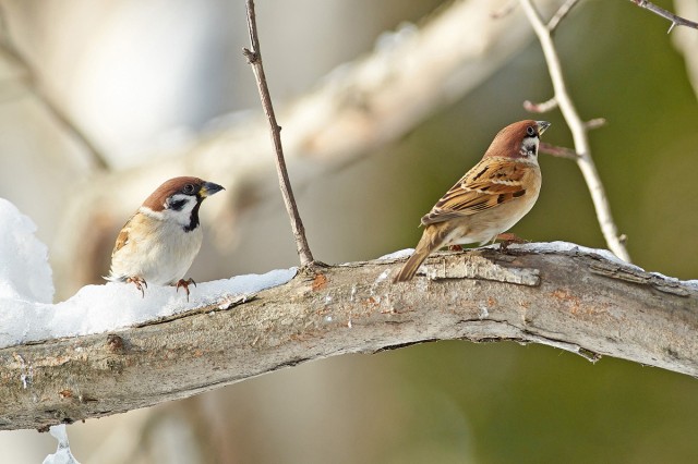 Полевые воробьи
Фотограф: VictorV
Eurasian Tree Sparrow
Просмотров: 1536
Комментариев: 0