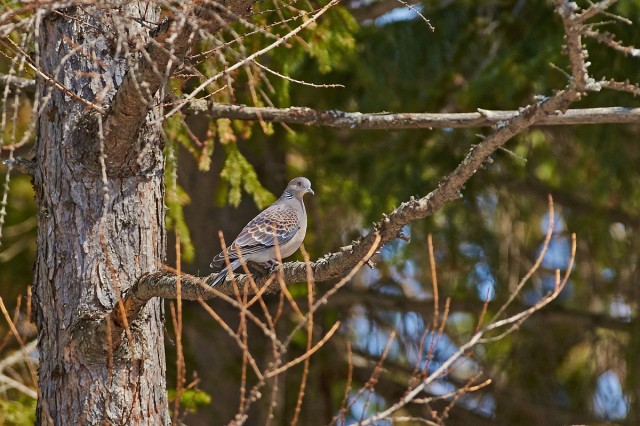 Большая горлица
Фотограф: VictorV
Oriental Turtle-dove
Просмотров: 525
Комментариев: 2
