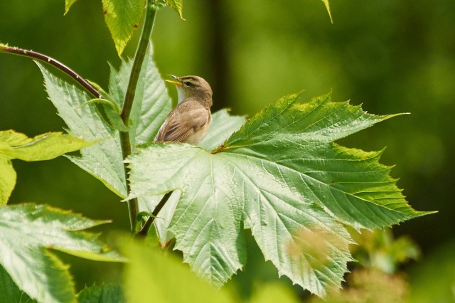 Чернобровая камышевка
Фотограф: VictorV
Black-browed Reed-warbler
Просмотров: 443
Комментариев: 0
