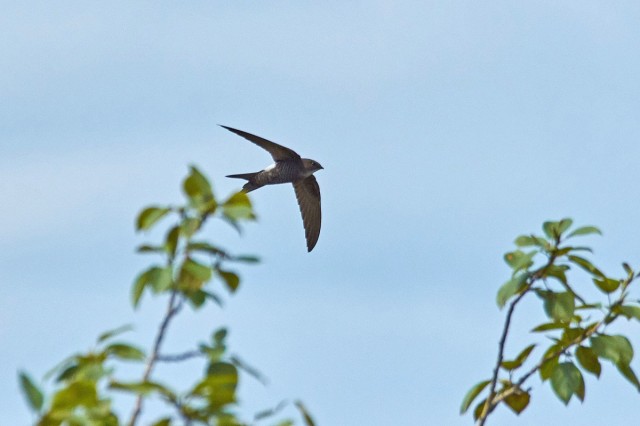 Белопоясный стриж
Фотограф: VictorV
Fork-tailed Swift
Просмотров: 570
Комментариев: 3