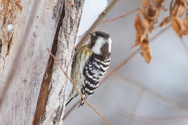 Japanese Pygmy Woodpecker
Фотограф: VictorV
Малый острокрылый дятел
Просмотров: 472
Комментариев: 0