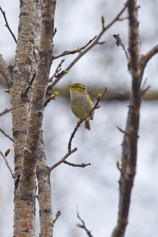 Корольковая пеночка
Фотограф: VictorV
Pallas's Leaf Warbler
Просмотров: 335
Комментариев: 1