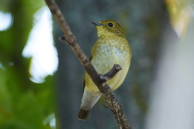 Narcissus Flycatcher
Фотограф: VictorV
Японская мухоловка
Просмотров: 494
Комментариев: 0