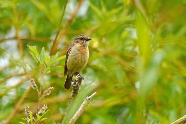 Черноголовый чекан, самка
Фотограф: VictorV
Common Stonechat, female
Просмотров: 509
Комментариев: 0
