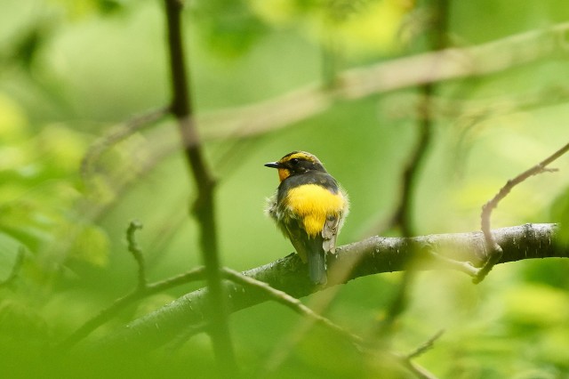 Японская мухоловка, самец
Фотограф: VictorV
Narcissus Flycatcher, male
Просмотров: 389
Комментариев: 0