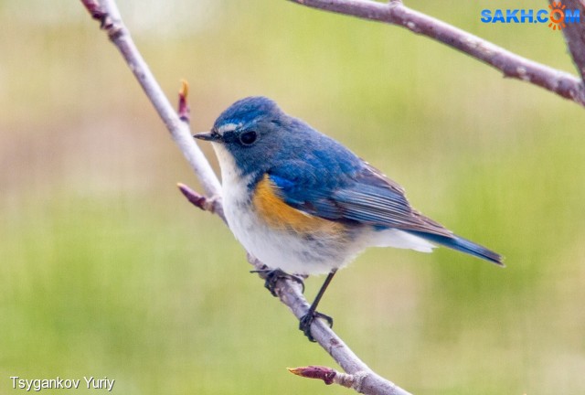 Синехвостка
Фотограф: Tsygankov Yuriy
Tarsiger cyanurus
Просмотров: 944
Комментариев: 1