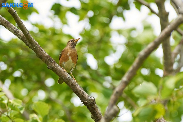 Золотистый дрозд
Фотограф: VictorV
Brown-headed Thrush
Просмотров: 347
Комментариев: 0