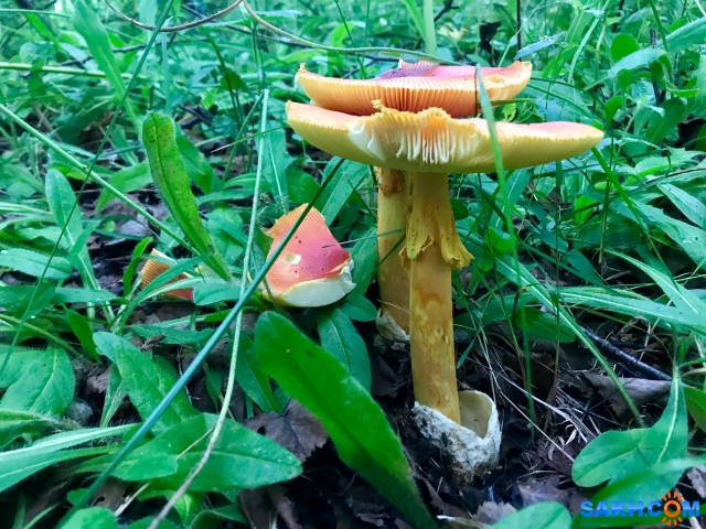 Amanita caesarea