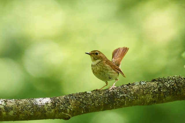 Соловей-свистун
Фотограф: VictorV
Rufous-tailed Robin
Просмотров: 515
Комментариев: 0