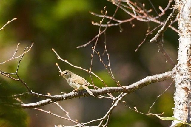 _DSC8855
Фотограф: VictorV
Japanese Bush-warbler
Просмотров: 389
Комментариев: 0